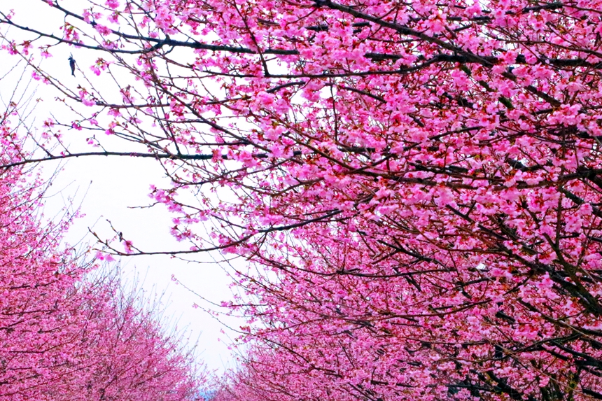 江西武宁5万株樱花盛开迎客来