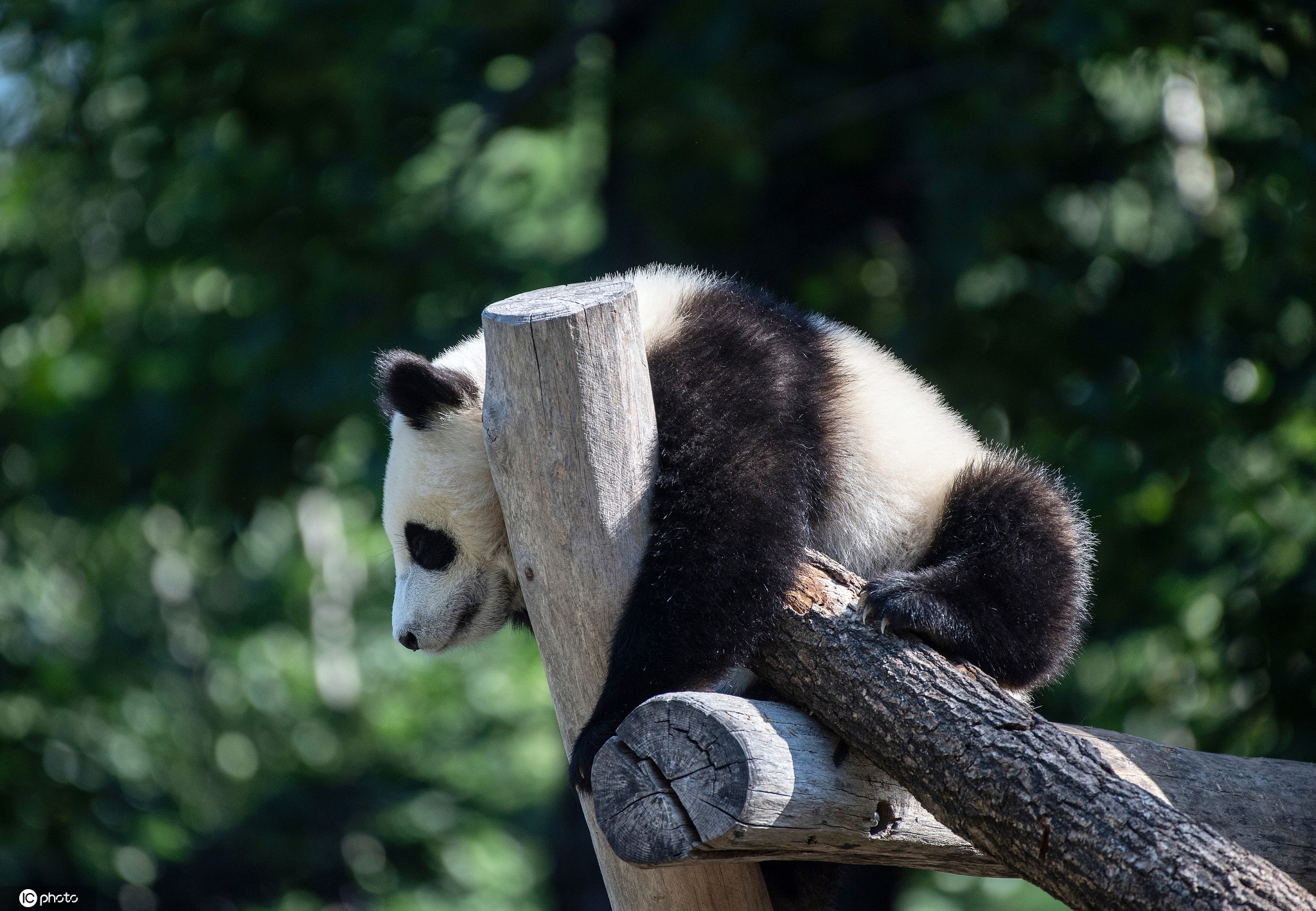 萌萌哒！柏林动物园大熊猫呼呼大睡