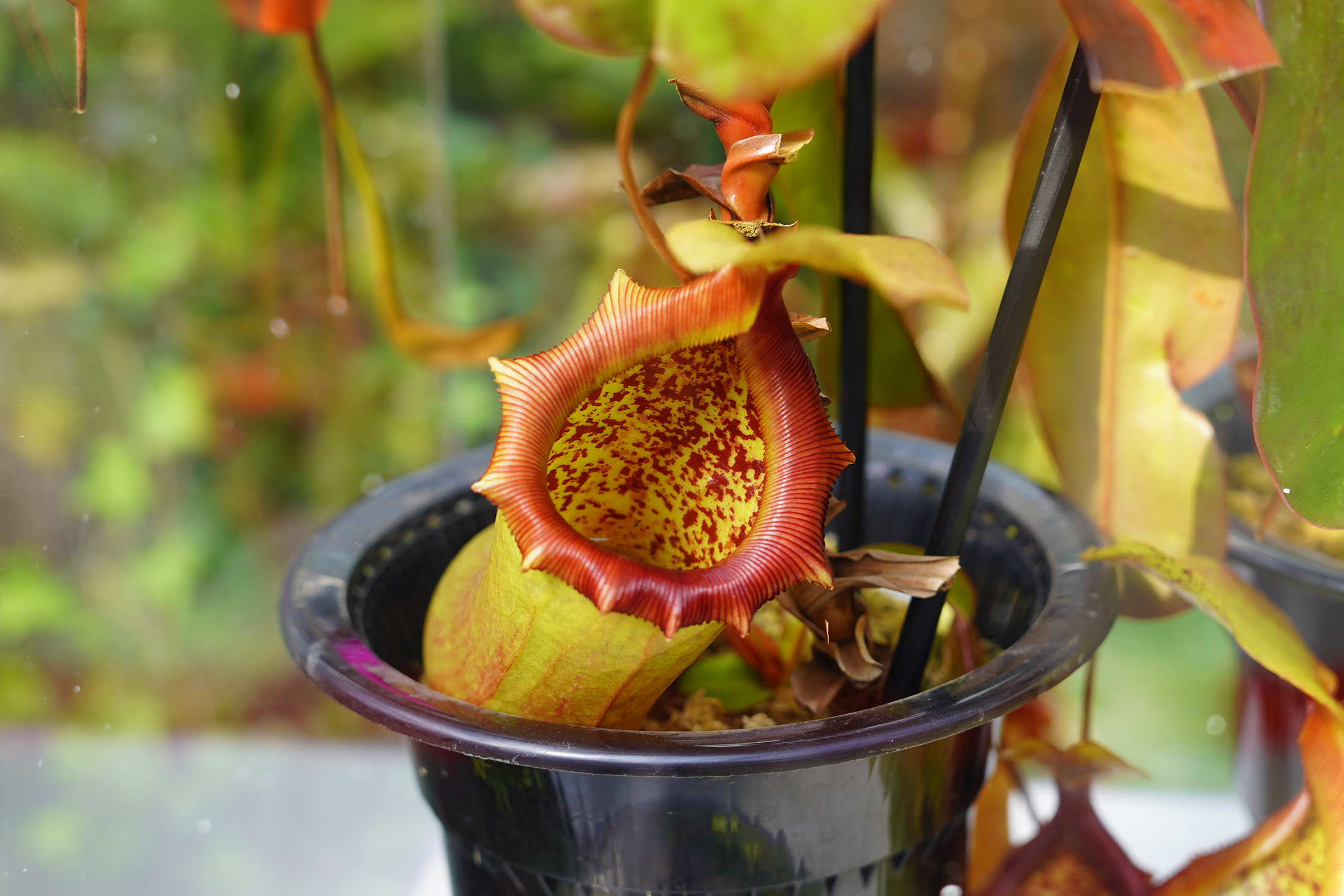 国家植物园揭牌一周年彰显生物多样性魅力