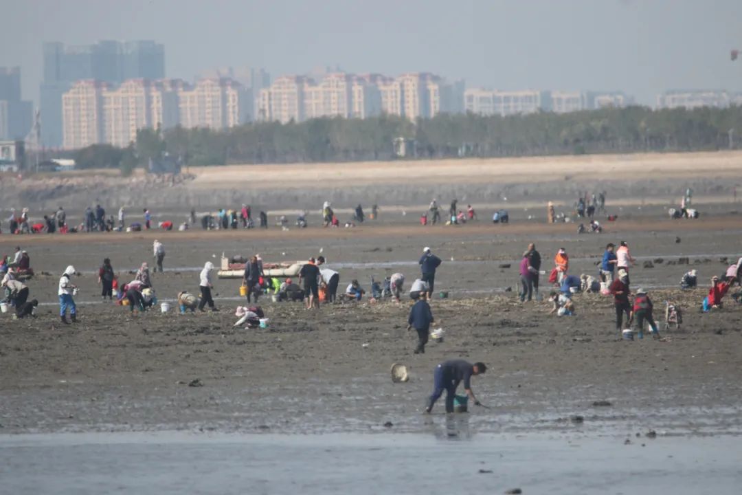 沧口海滩赶海大军