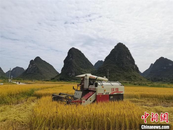 图为收割机在金黄的稻田上作业。 赵福播 摄