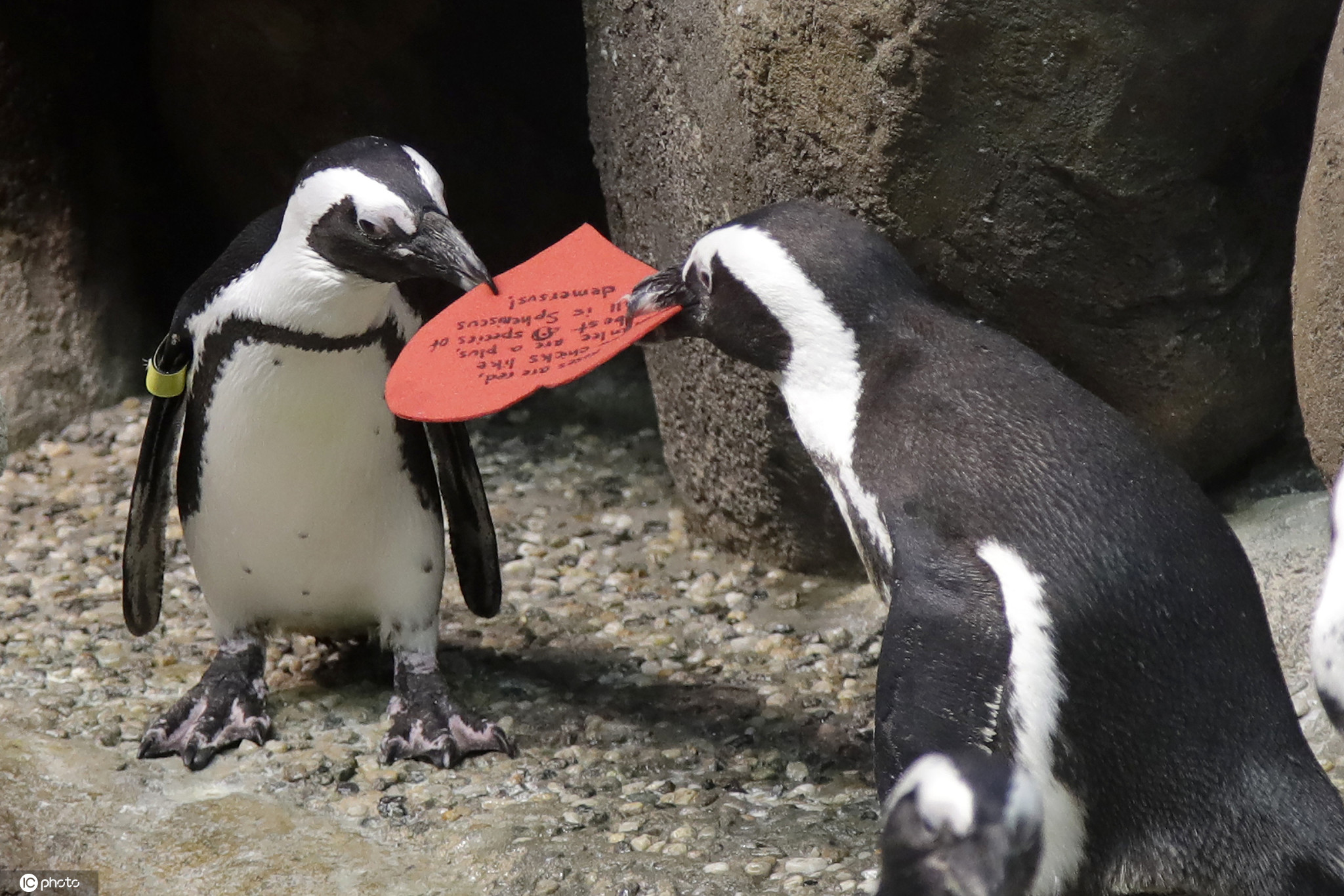 世界企鹅日 一起围观呆头鹅们的搞笑日常！