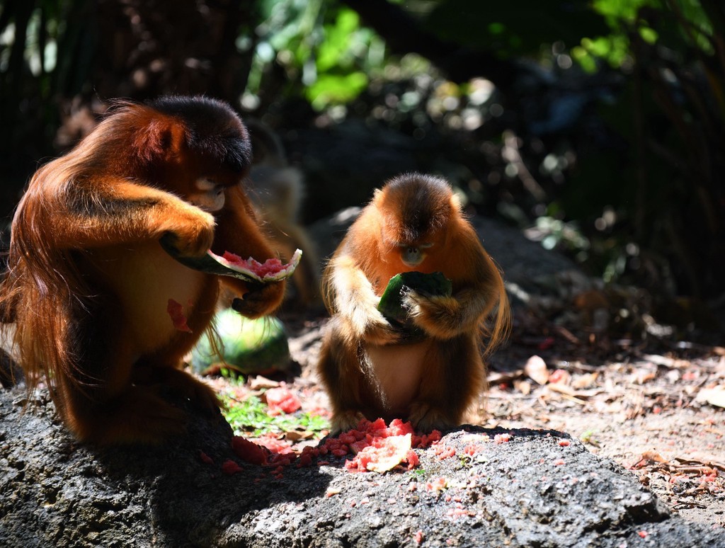 大暑夏正浓动物消暑有妙招