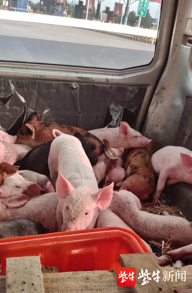 7座面包车拆掉5个座位,塞进38头"猪娃娃"跨省运输