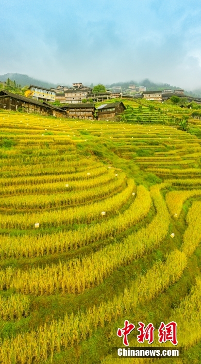 图为龙脊古壮寨梯田景区，稻田金黄、云雾缭绕，与青山、村庄等相映成景，构成一幅金灿灿的丰收画卷。