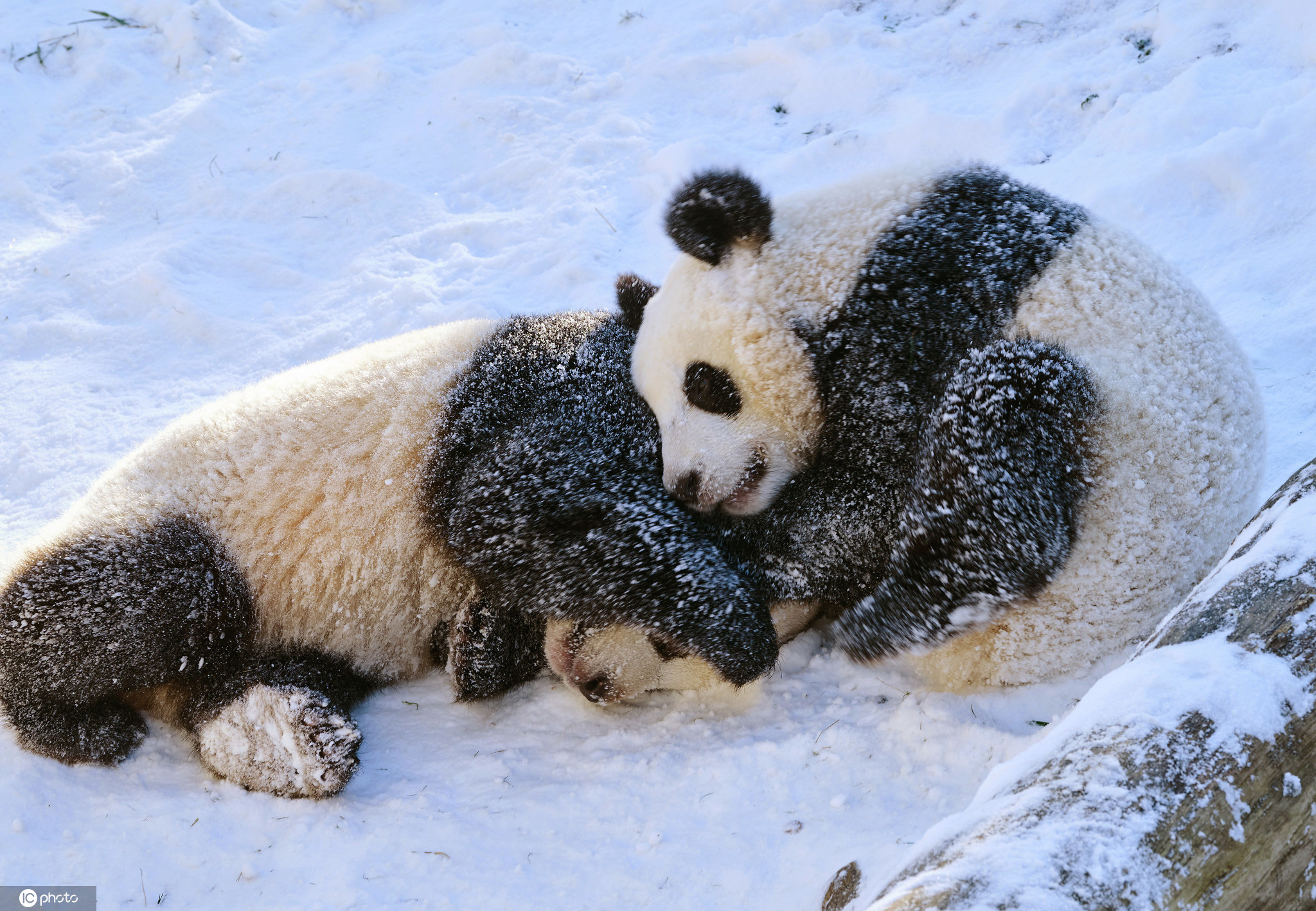 萌翻!柏林动物园大熊猫雪地里开心撒欢