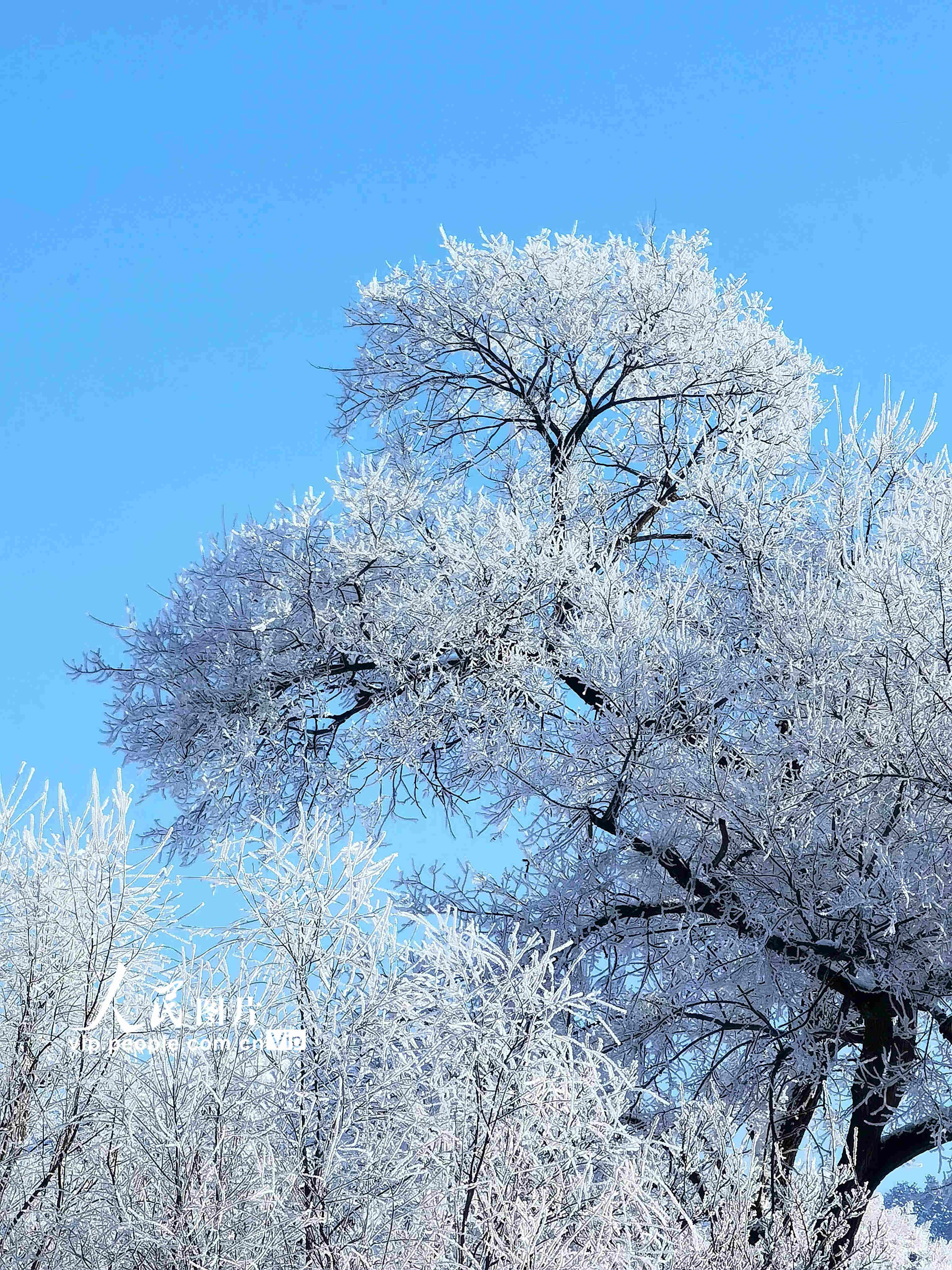 吉林:松花江畔出现今冬首场大规模雾凇