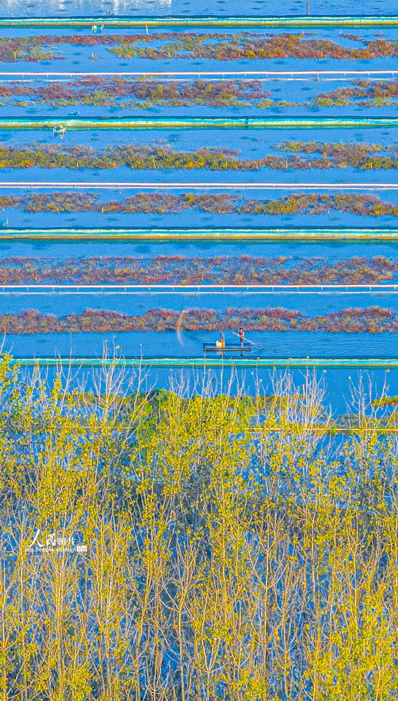 江苏泗洪:湿地杨树似油画