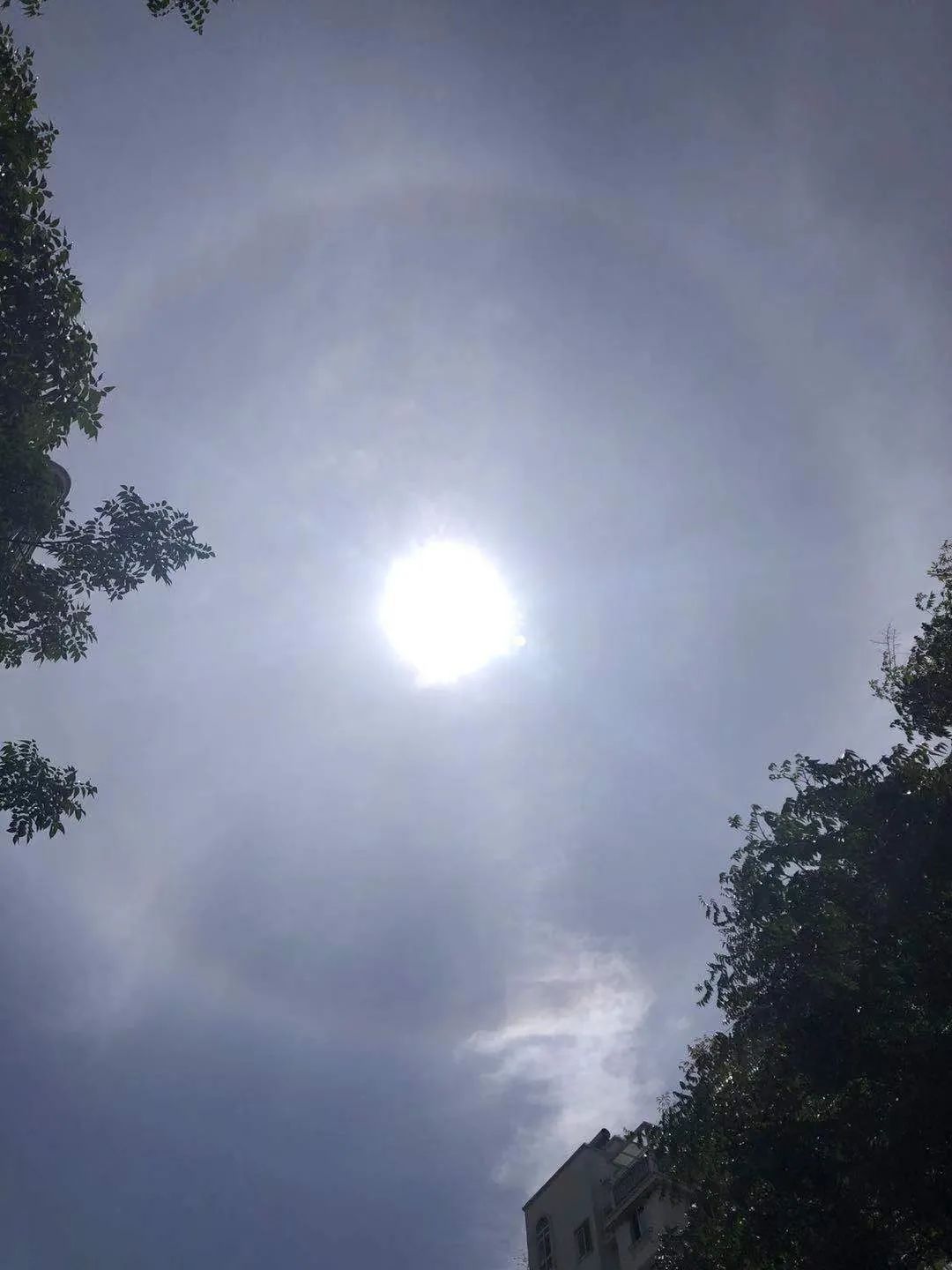 今天申城天空出现美丽日晕～小布网友们发来一大波图片