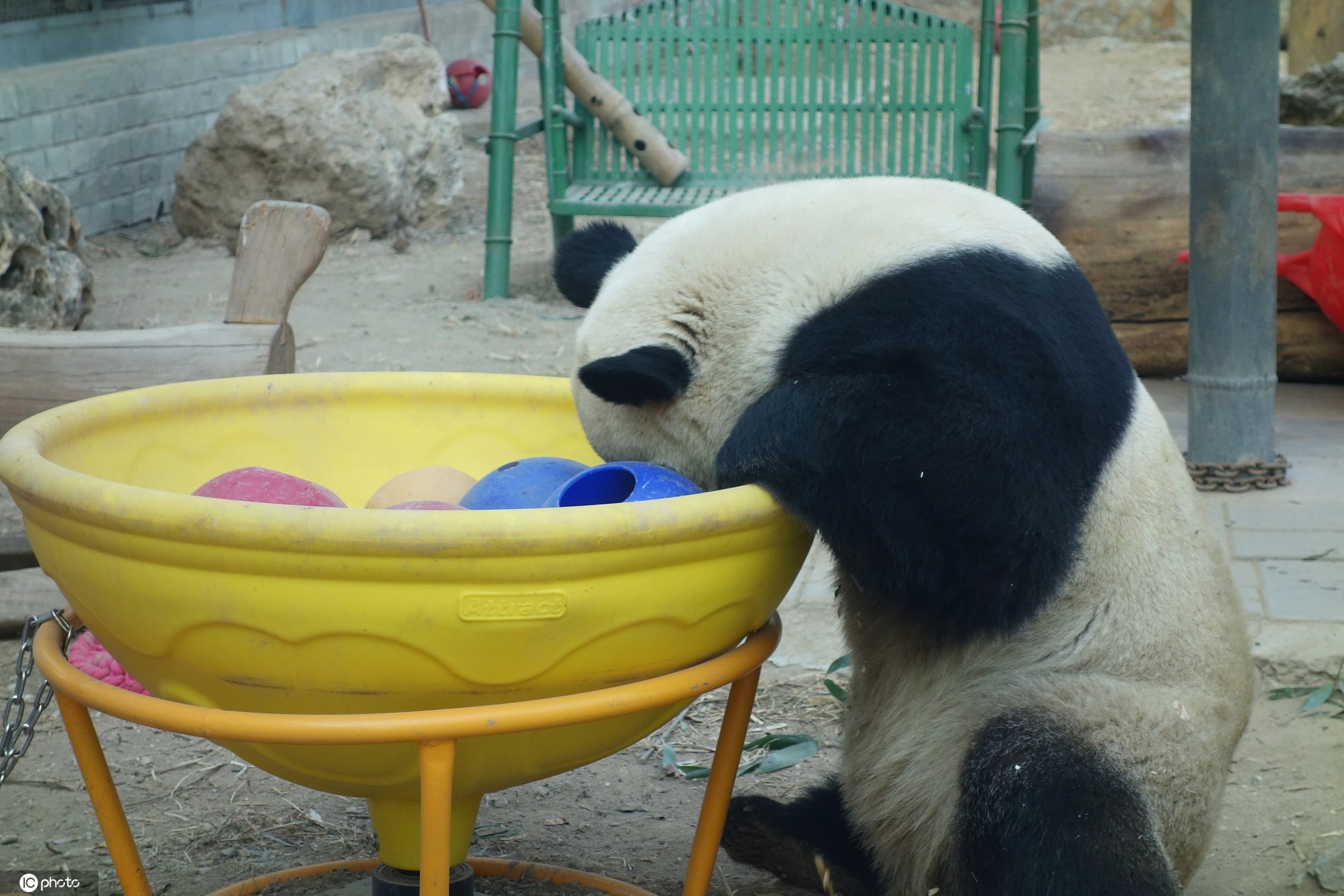 可可爱爱北京动物园大熊猫吃到左右开弓