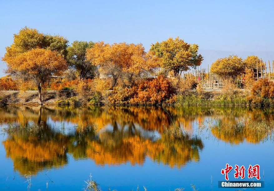 新疆胡杨林景区图片图片