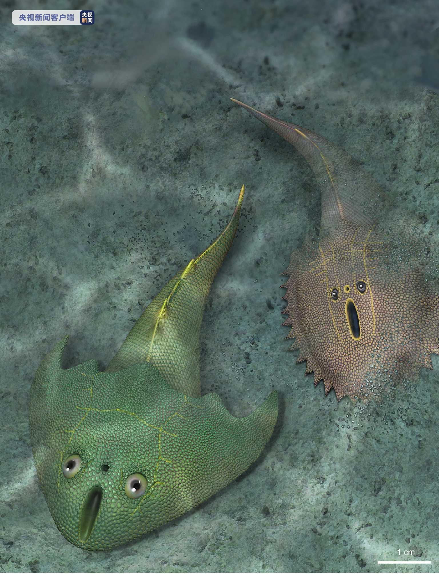 江西发现4.38亿年前最古老的真盔甲鱼类化石