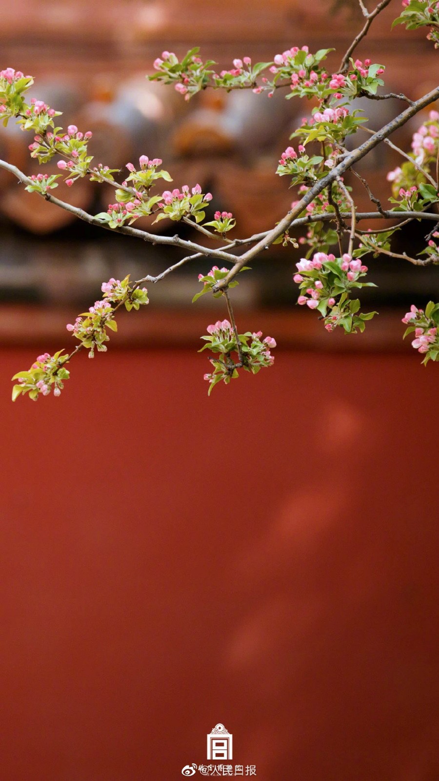 莫负春光,看故宫花雨