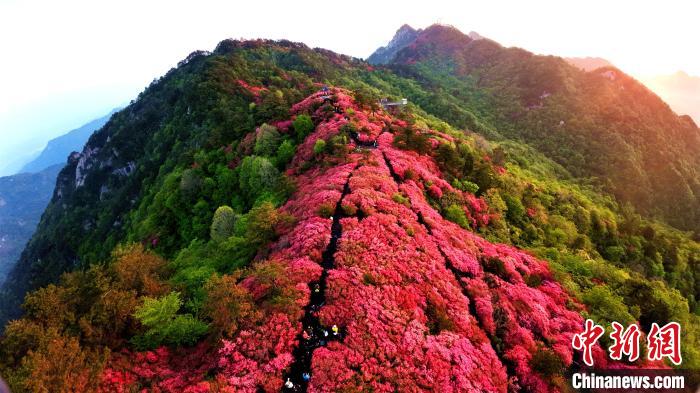 航拍麻城杜鹃花。 肖杰 摄