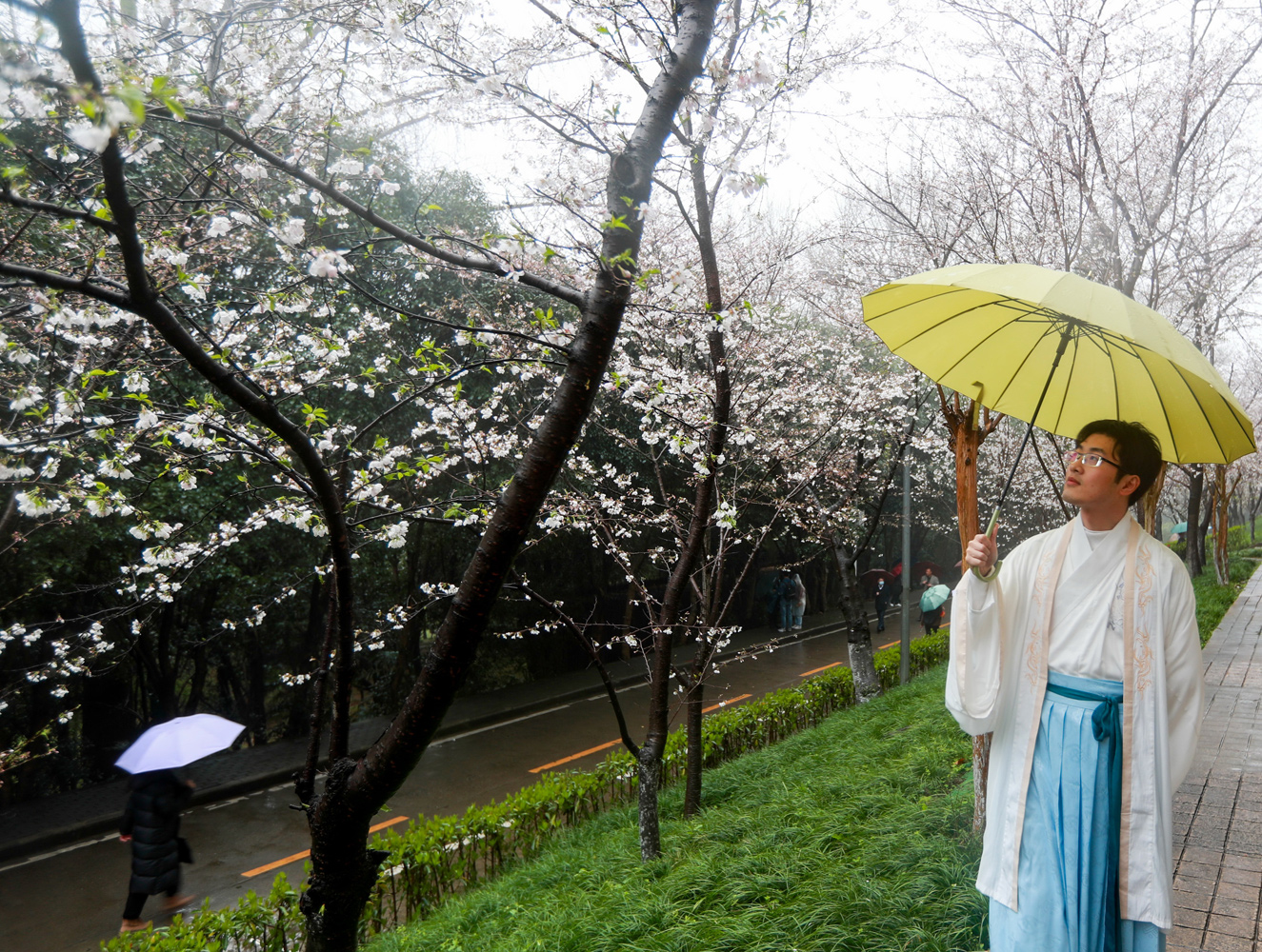 武汉大学樱花盛开美景（图片来源：东方IC）