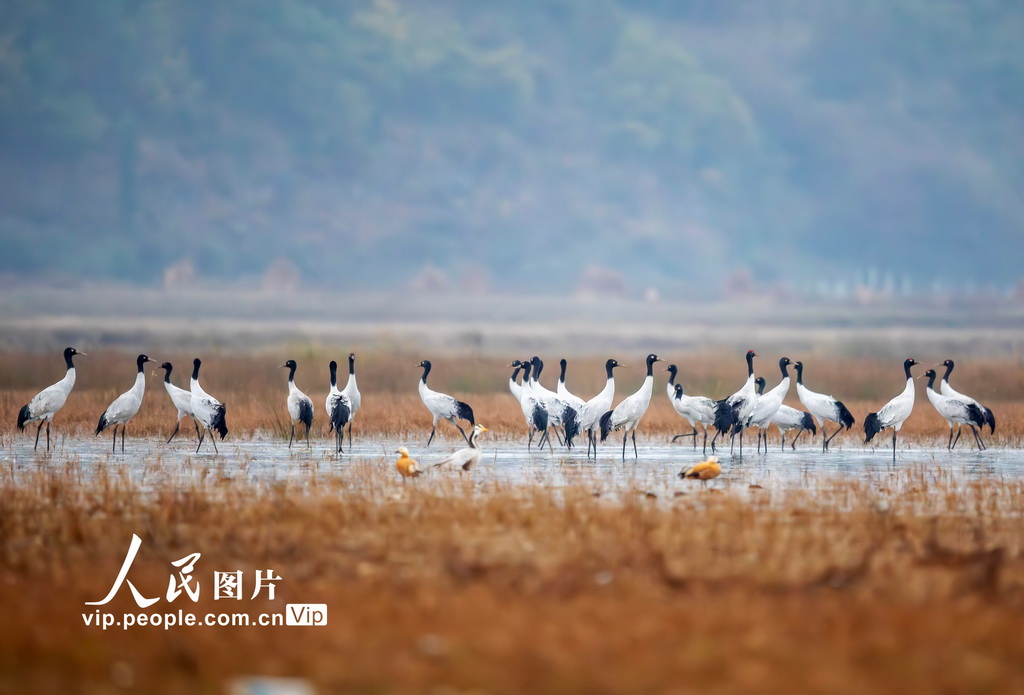 黑颈鹤之乡威宁草海图片