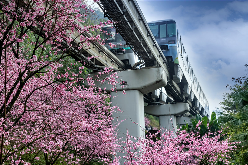 重庆列车穿行花海:春天里一道流动的风景线