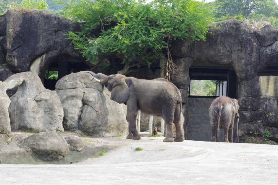 台北市立动物园中的大象