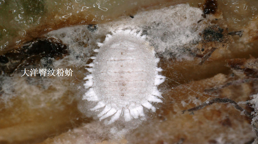 国台办现场展示台湾番荔枝和莲雾害虫图:民进党当局