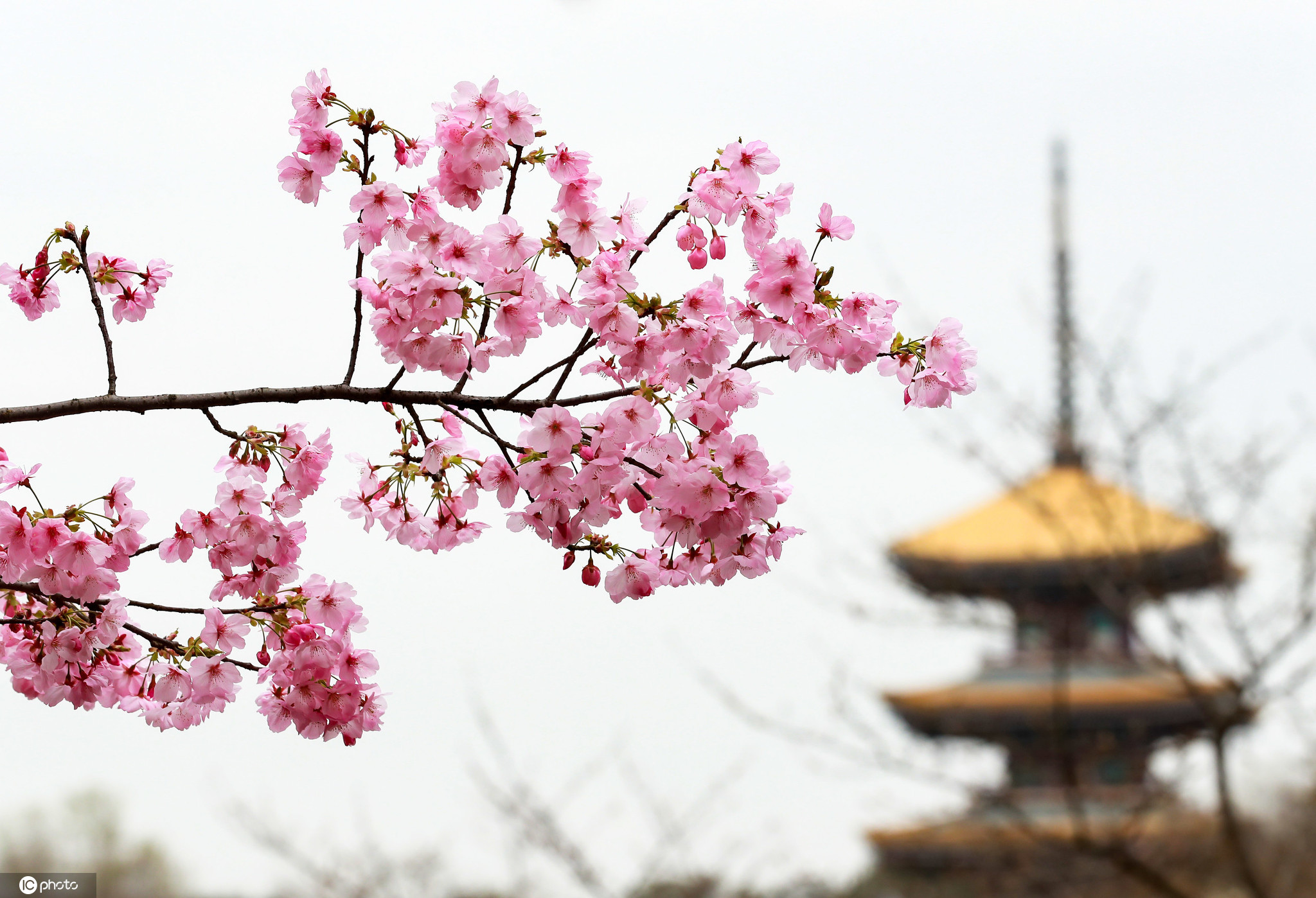 红梅公园樱花图片