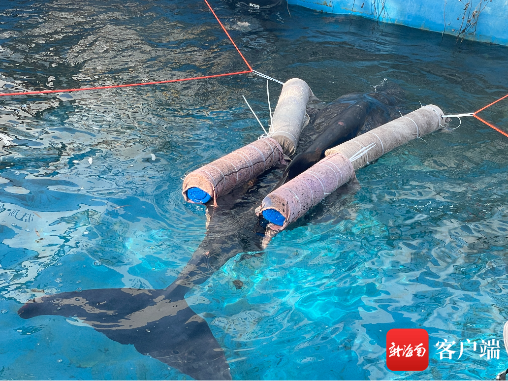 搁浅的侏儒抹香鲸已被送到海昌海洋生物保育中心进行救助。蓝丝带海洋保护协会供图