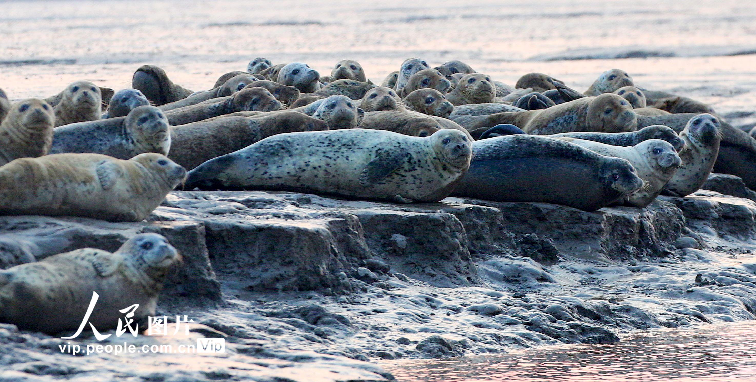 “辽东湾精灵”斑海豹：晋升一级保护动物后首次大规模放归，下一步……