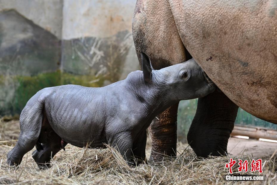 广州长隆白犀牛成功产下一头雄性幼崽