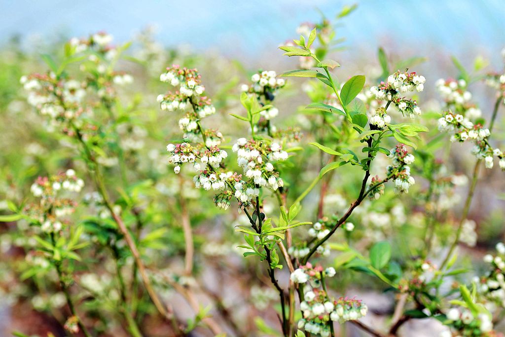青岛:蓝莓花开洁如玉