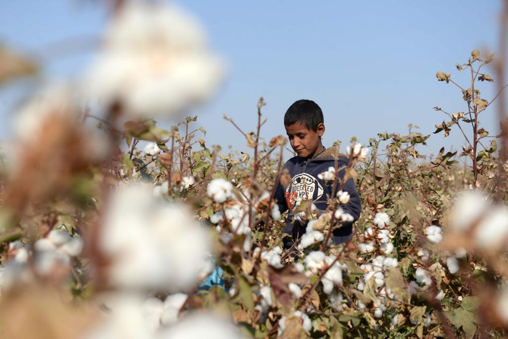 11月8日，在阿富汗坎大哈省，一名儿童采摘棉花。新华社发（萨瑙拉摄）