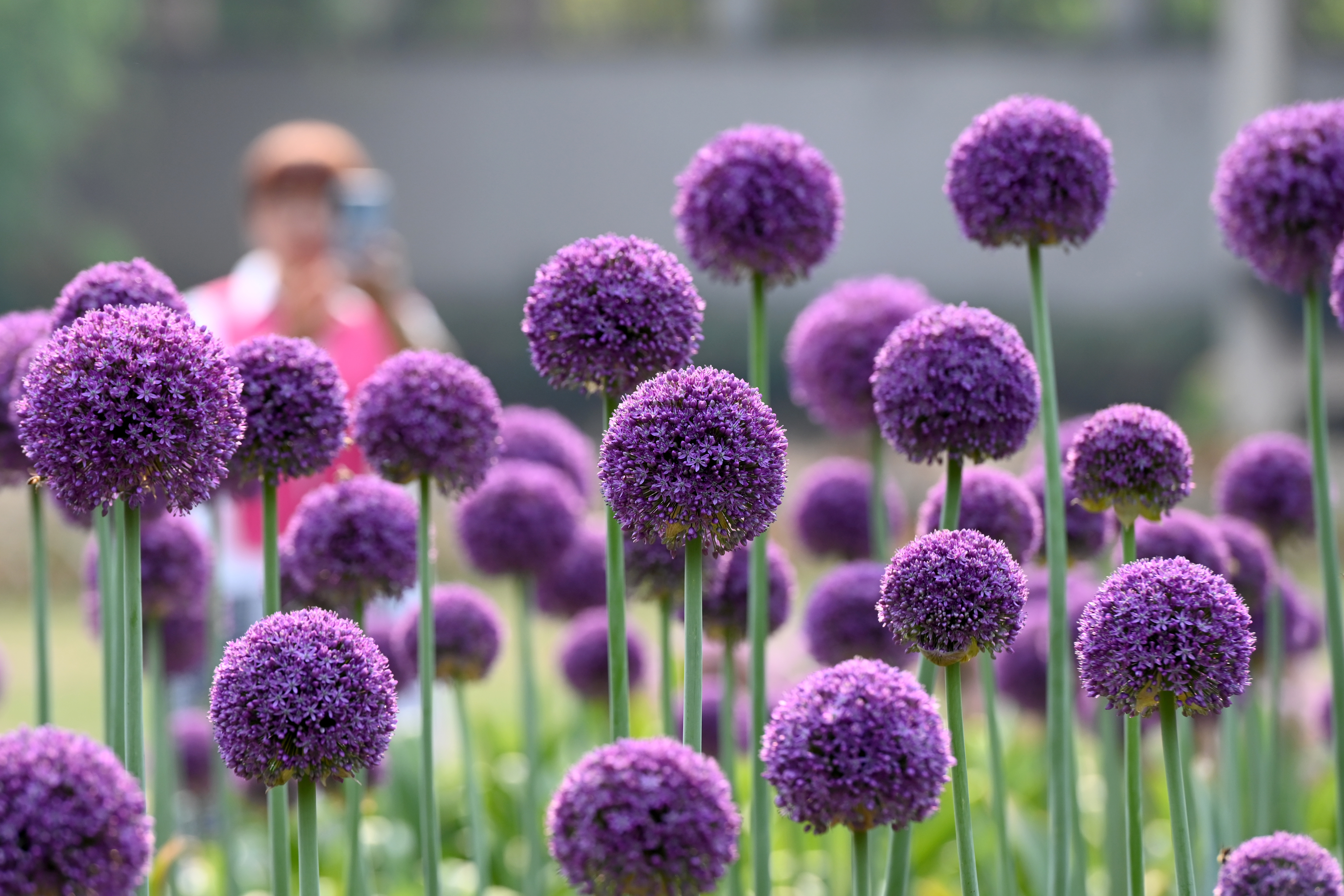 昆明植物园葱属植物盛放引游人