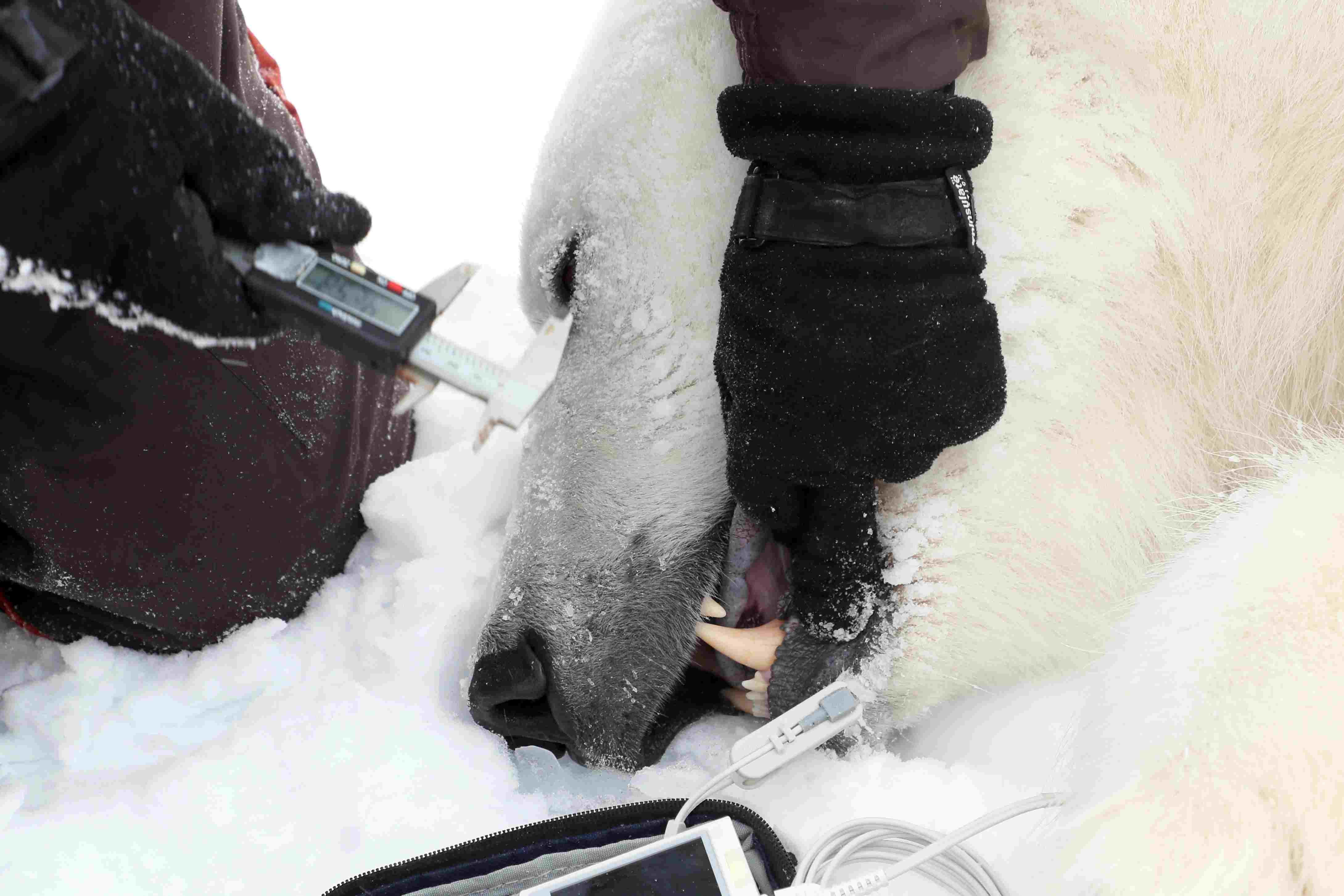 俄罗斯北极考察持续 北极熊被麻醉做检查