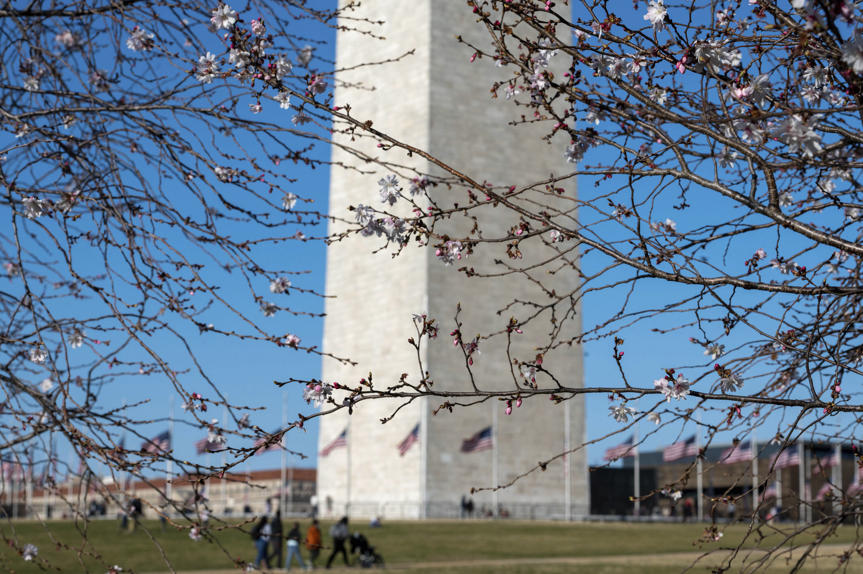 当地时间2021年3月20日,美国华盛顿特区,华盛顿樱花节开幕,赏花人群不
