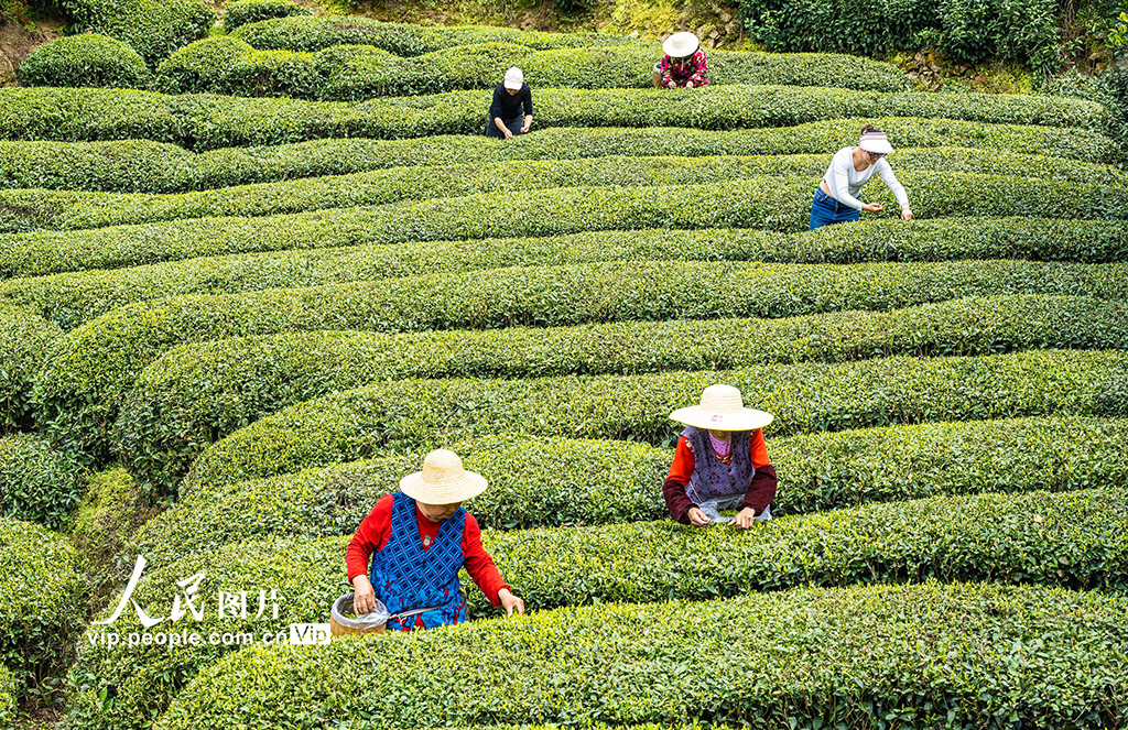 2024年3月20日,茶农在湖北省宜昌市秭归县茅坪镇金缸城村茶园采摘早春