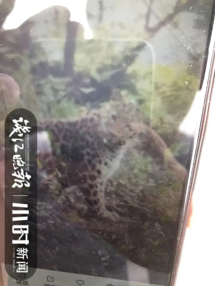 杭州出现的野生动物确定为豹子，当地野生动物园表示无动物逃逸