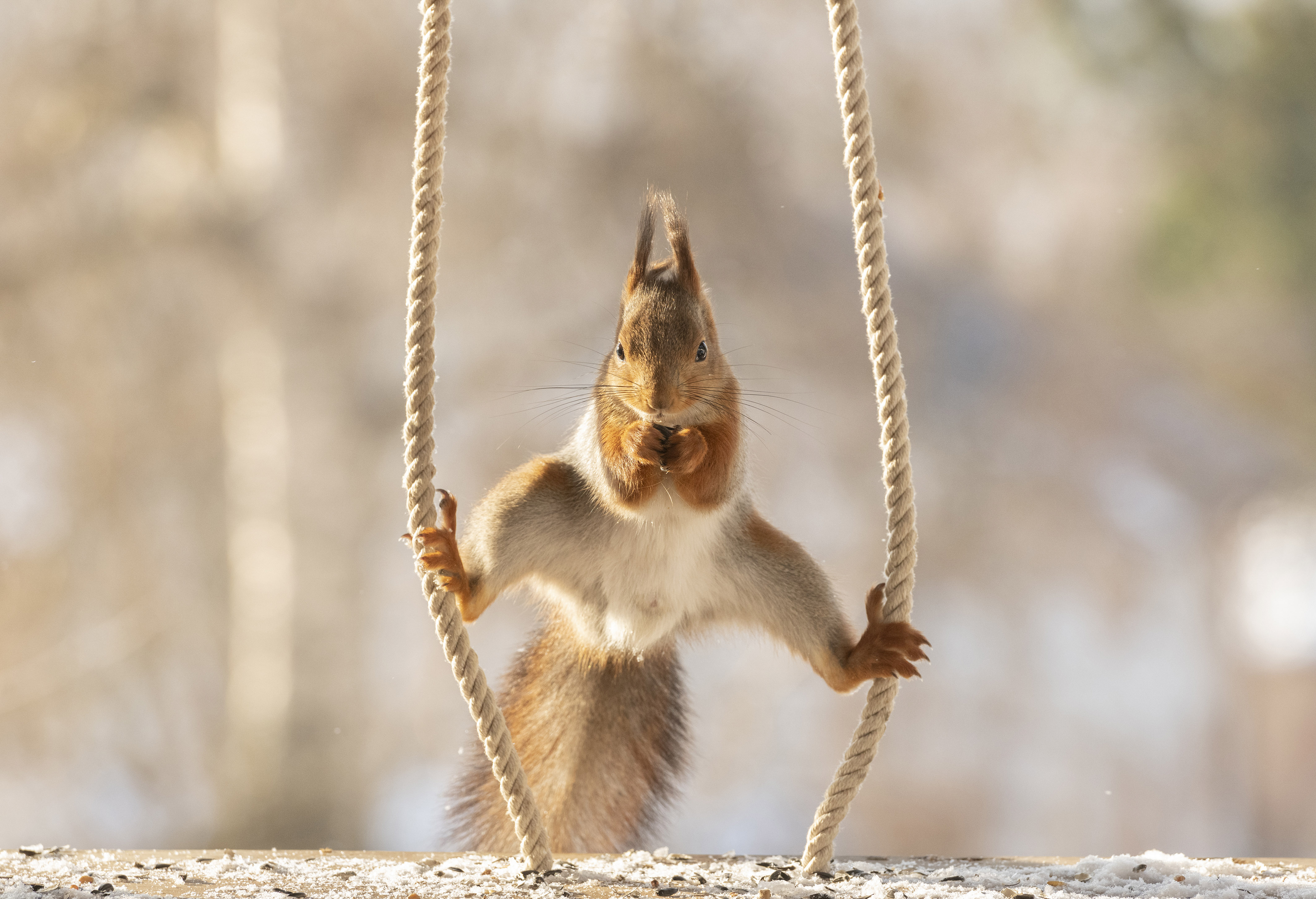 国外红松鼠爬绳子秀高超"体操技能"