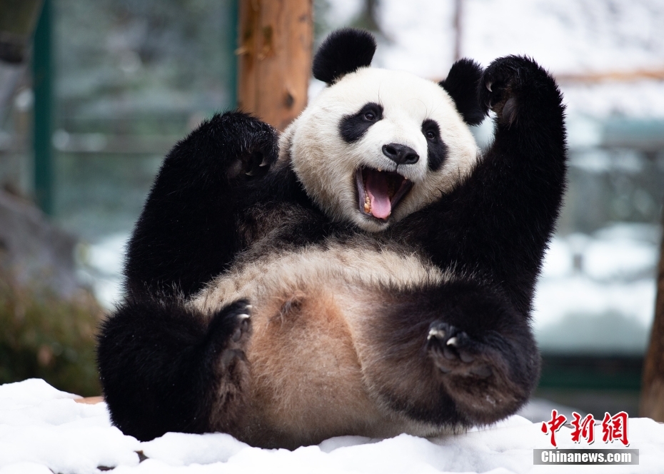 大熊猫雪中嬉戏乐开怀