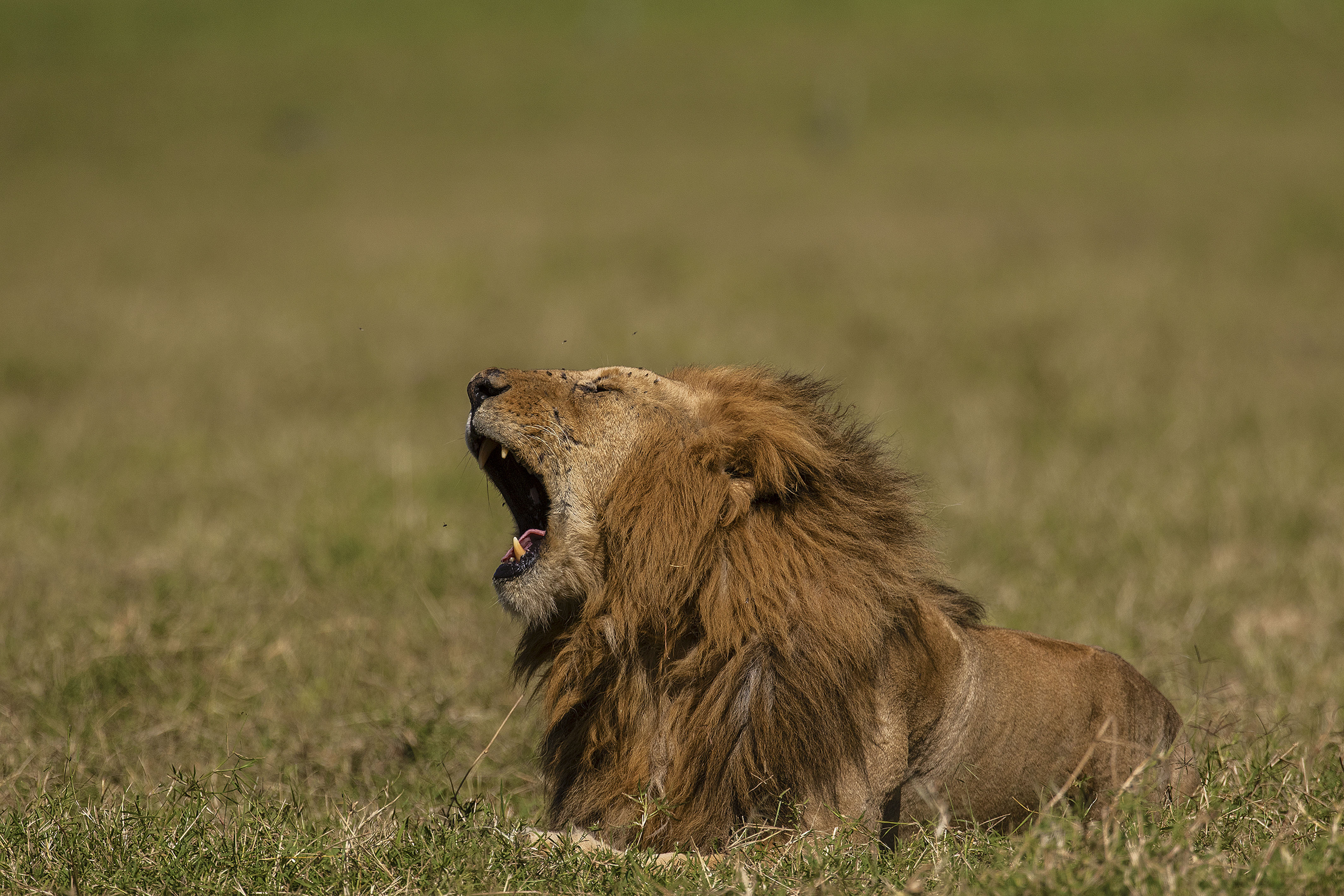 水牛为寻仇攻击狮子，将狮子撞得遍体鳞伤，场面极其壮烈-动物视频-搜狐视频