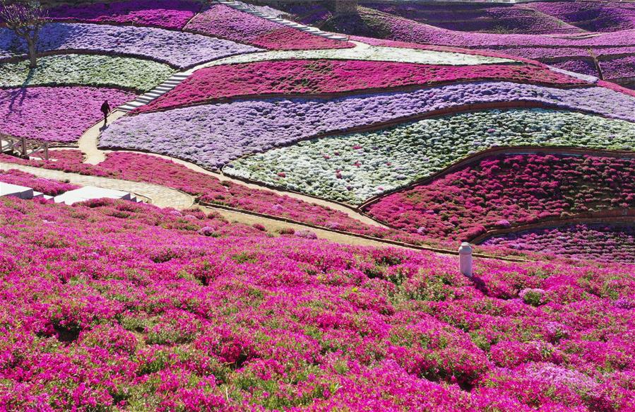 河北遷西:芝櫻花開