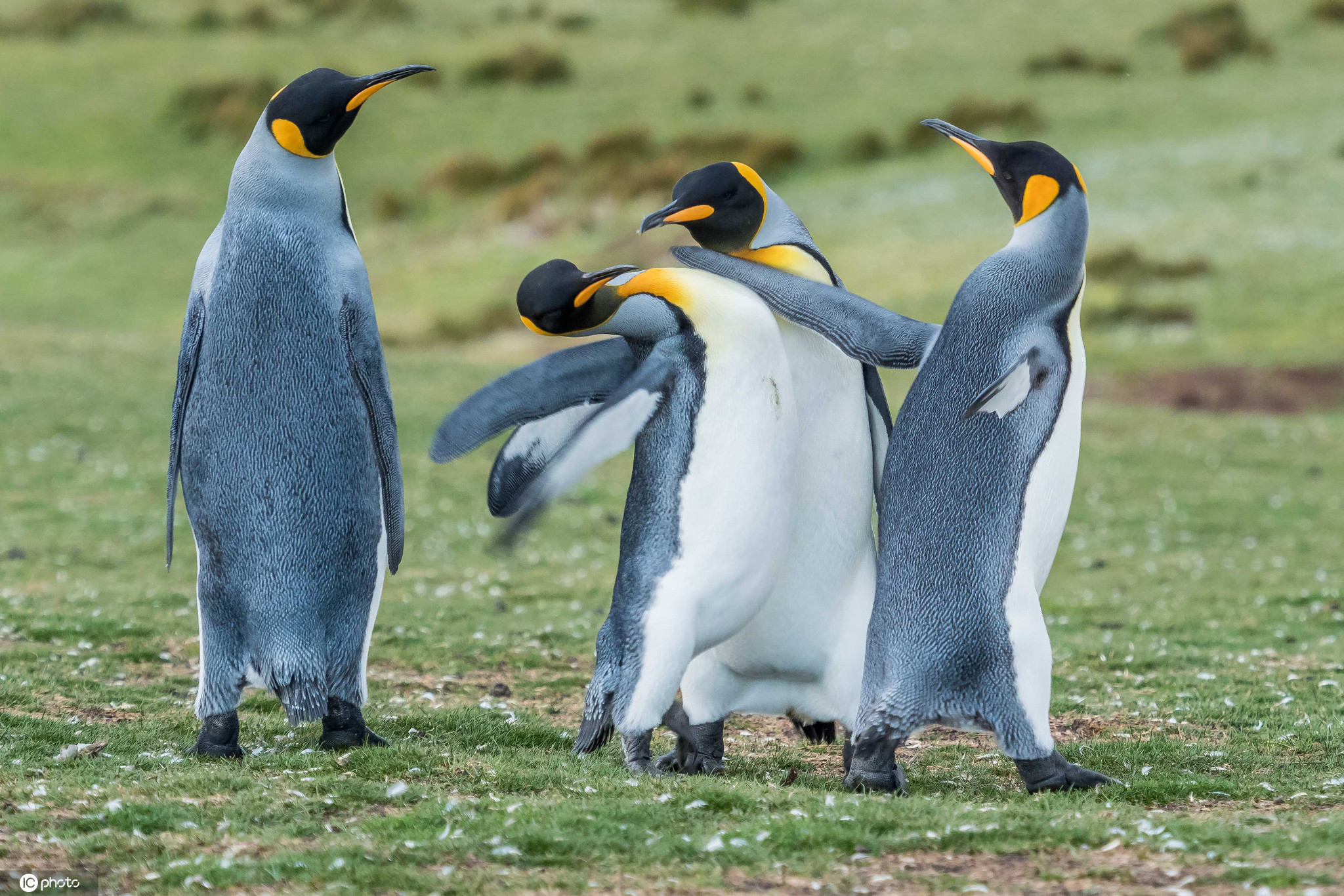 神奇动物在哪里——南极企鹅图鉴 - 知乎