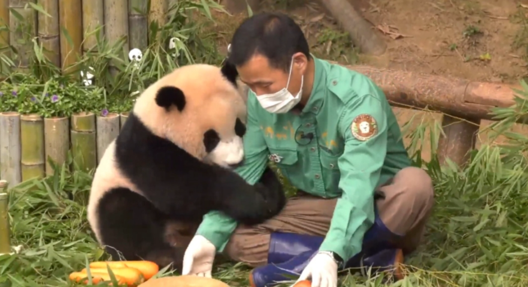 图为韩国熊猫饲养员姜哲远