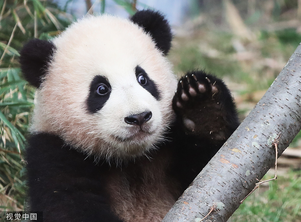 韩国动物园为大熊猫福宝招一日饲养员助理上万韩国人竞聘