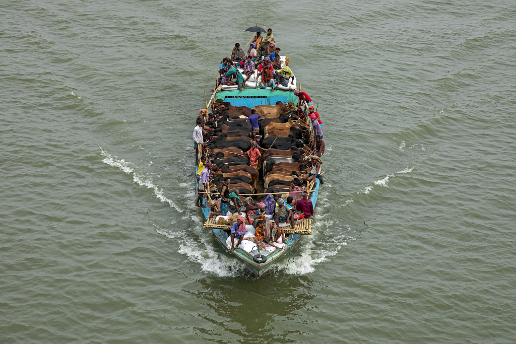 孟加拉超50头牛乘船过河02整齐列队超淡定