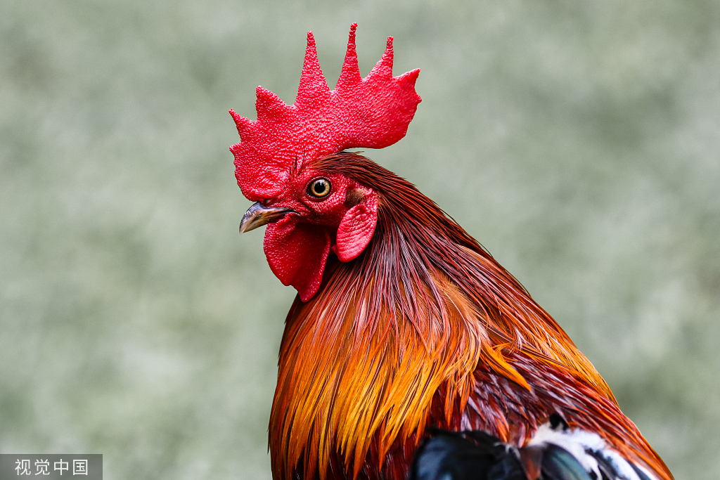资料图 图源 视觉中国据英国《泰晤士报》8日报道,这只公鸡居住在德国