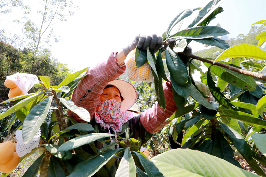 福建云霄漫山枇杷黄果农喜丰收