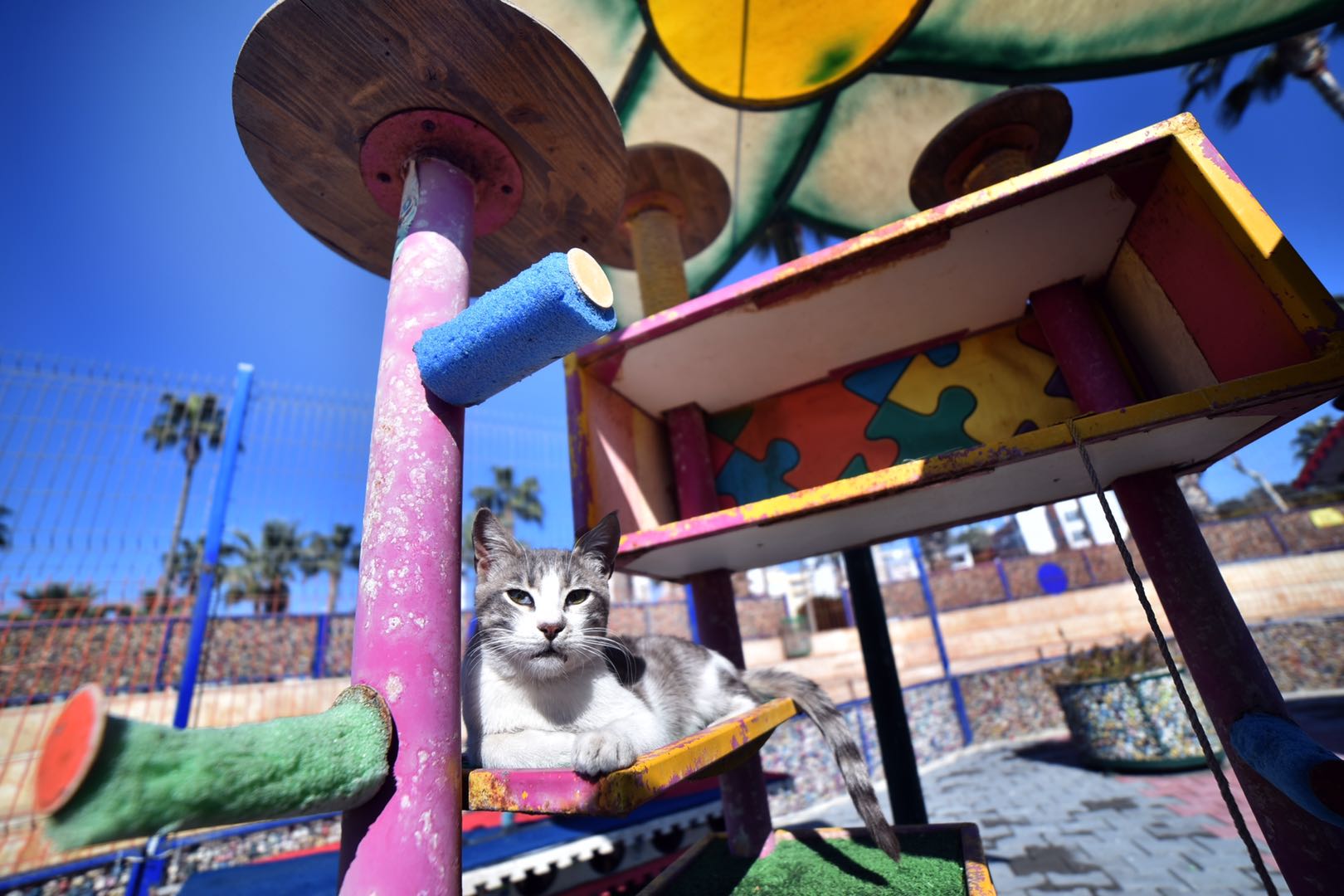 土耳其梅尔辛独一无二的流浪猫天堂