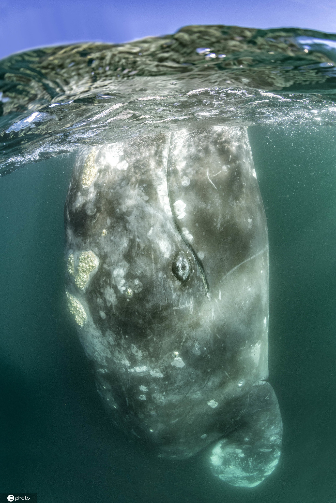 秘鲁巨鲸：挑战蓝鲸霸主地位的神秘巨兽 - 知乎