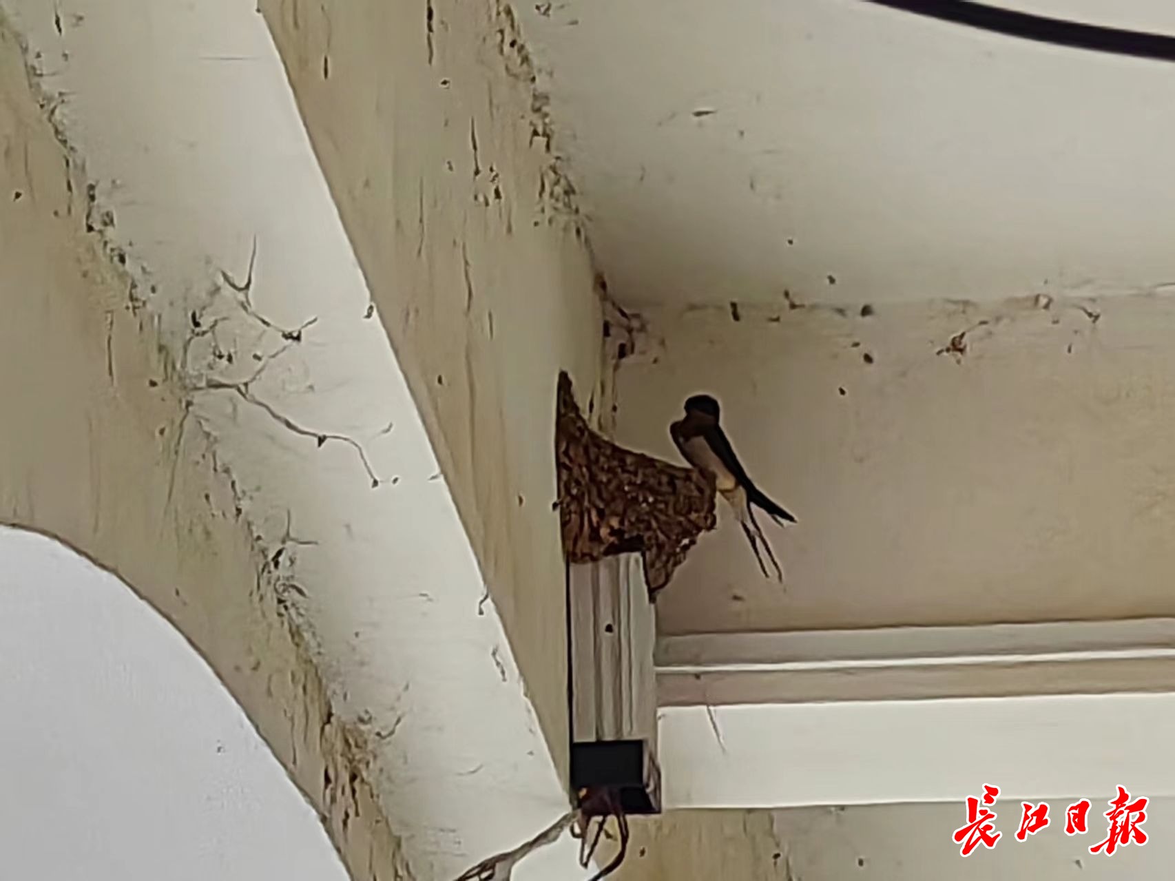 一条百米廊道,吸引34家燕子筑巢