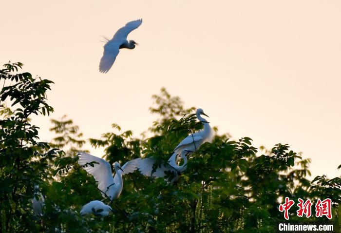 图为几只白鹭在树林之中栖息。 丁铭华 摄