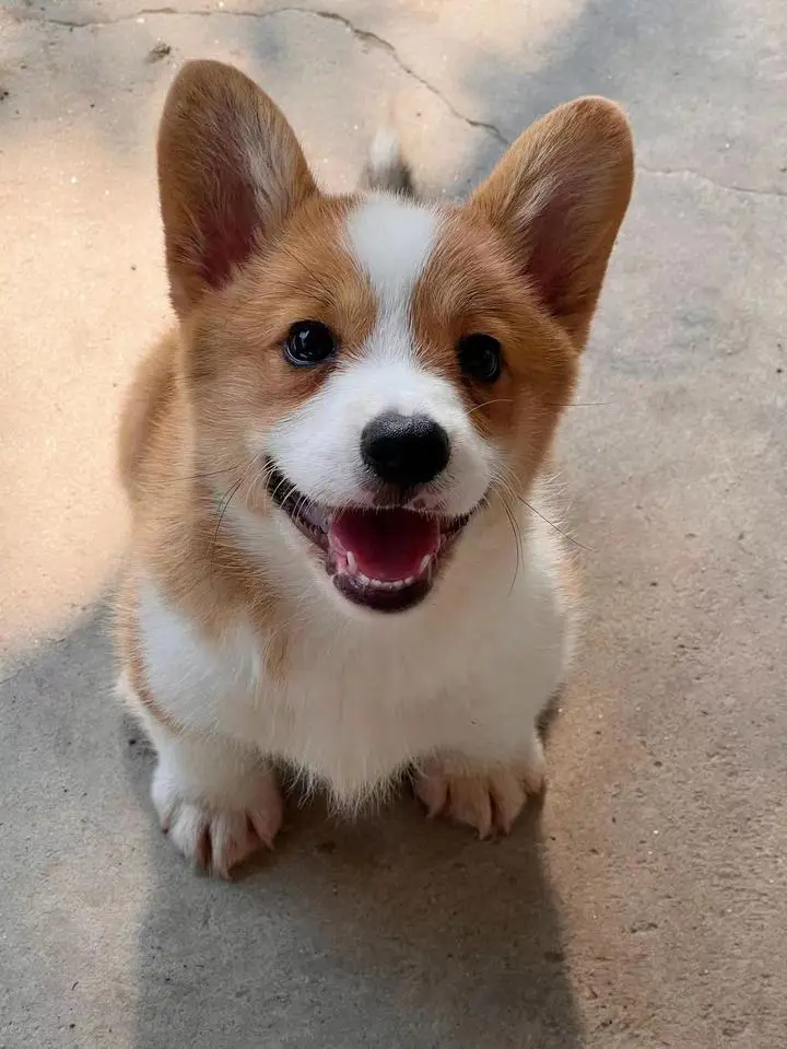 腿不在长能搜就行全国首只柯基警犬亮相