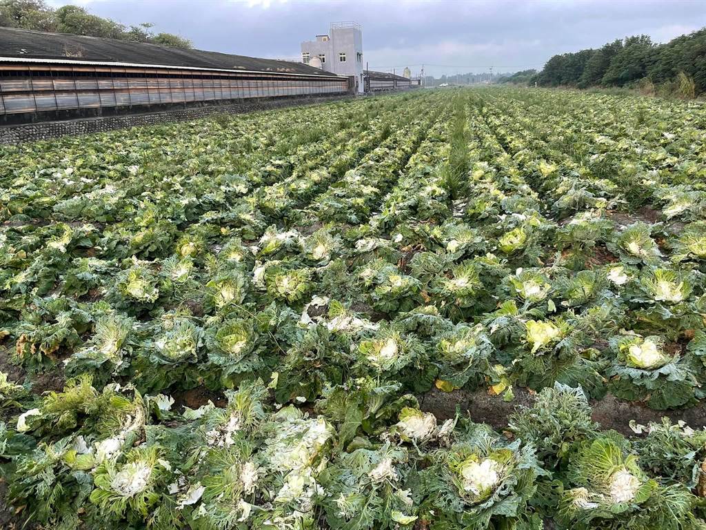 台湾云林县发生卷心菜 盗窃案，2万多棵卷心菜 被偷光。图自台湾“中时新闻网”